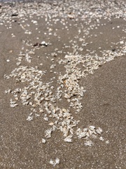 Emerita brasiliensis