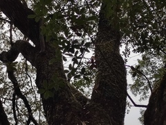 Quercus phillyreoides