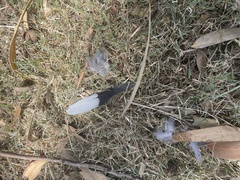Accipiter melanoleucus