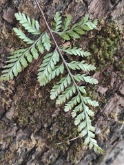 Davallia tyermannii