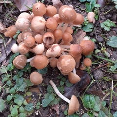 Britzelmayria multipedata