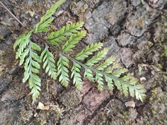 Davallia tyermannii