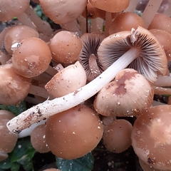 Britzelmayria multipedata