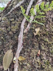 Davallia tyermannii