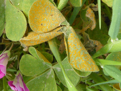 Puccinia oxalidis