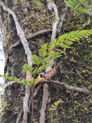 Davallia tyermannii