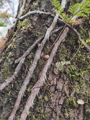 Davallia tyermannii