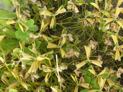 Puccinia oxalidis