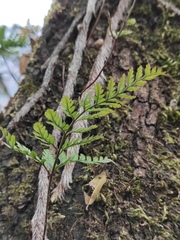 Davallia tyermannii