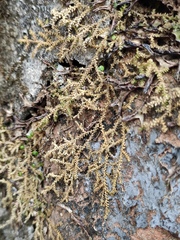 Selaginella helvetica