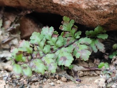Cheilanthes chusana