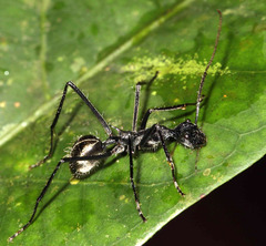 Dolichoderus rugosus