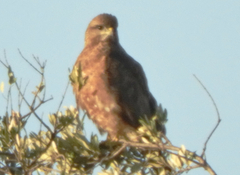 Buteo
