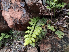 Cheilanthes chusana