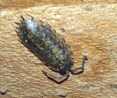 Porcellio monticola