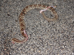 Crotalus tzabcan