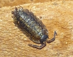 Porcellio monticola