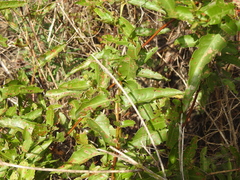Muehlenbeckia sagittifolia