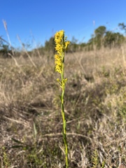 Solidago mexicana