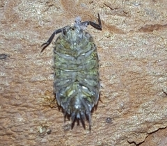 Porcellio monticola
