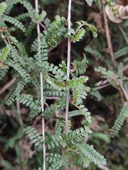 Osteomeles subrotunda