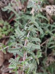 Osteomeles subrotunda