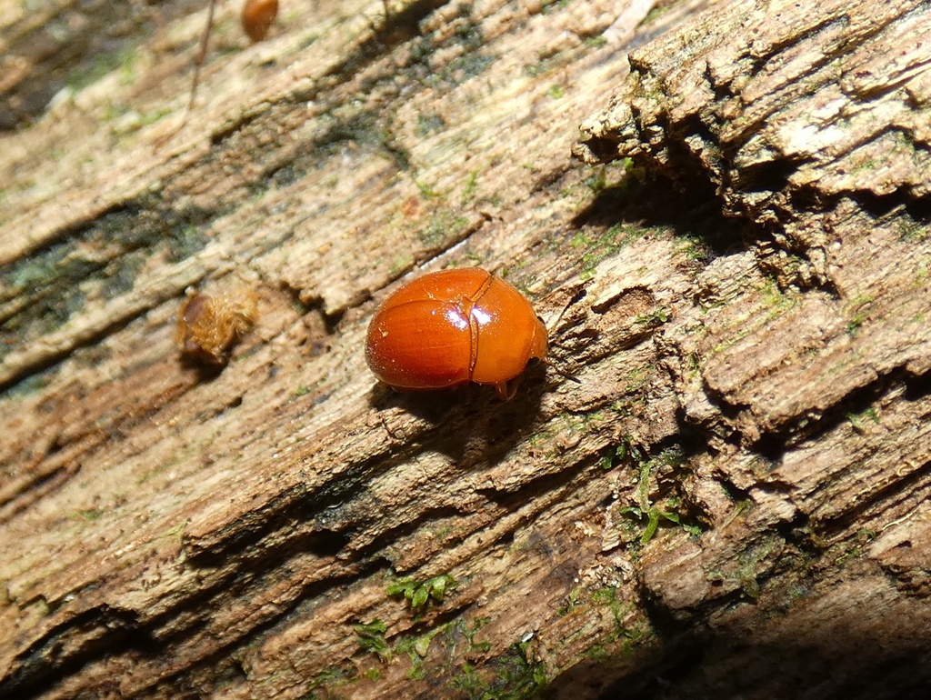 Mycolybas
