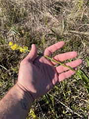 Solidago mexicana