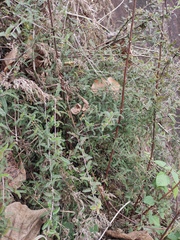 Osteomeles subrotunda