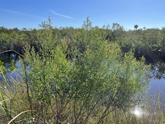 Baccharis angustifolia