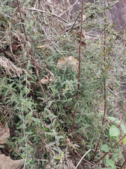Osteomeles subrotunda