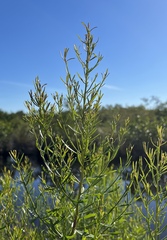 Baccharis angustifolia