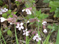 Microbotryum lychnidis-dioicae