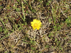 Grindelia scorzonerifolia