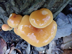 Flammulina
