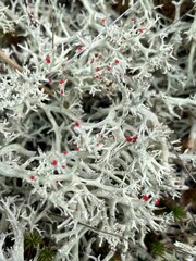 Cladonia leporina