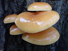 Flammulina