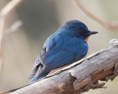Cyornis tickelliae