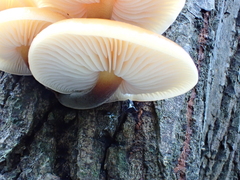 Flammulina