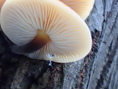 Flammulina