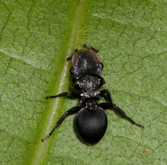 Cephalotes pusillus