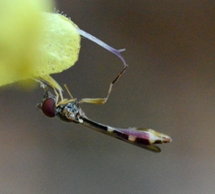 Baccha elongata