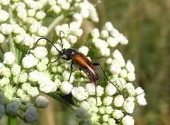 Stenurella bifasciata
