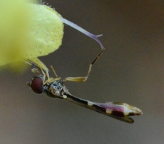 Baccha elongata
