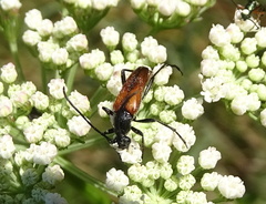 Stenurella bifasciata