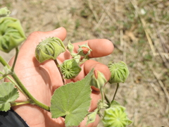 Callianthe pauciflora