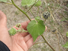 Callianthe pauciflora