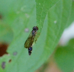 Baccha elongata
