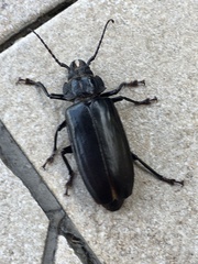 Mallodon spinibarbis