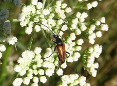 Stenurella bifasciata